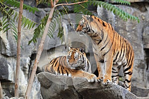 Couple of siberian tigers photo