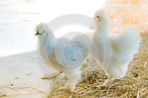 A couple Silkie hens walk and finding food