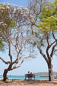 Couple sitting on a bench under a tree.