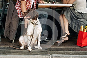 Couple Sitting With Dog At Restaurant