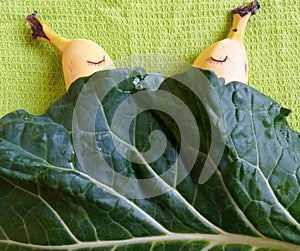 Couple sleeping in bed covered with natural green leaf on ligth green background. Sex education. Funny bananas. photo