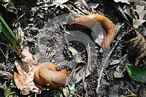 couple of slugs in the garden. brown slug on forest leaves