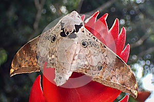 Couple of Small Emperor Moth Saturnia pavoniella