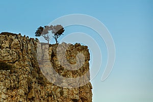 A couple of small trees grow at the top of a cliff in the Aegean