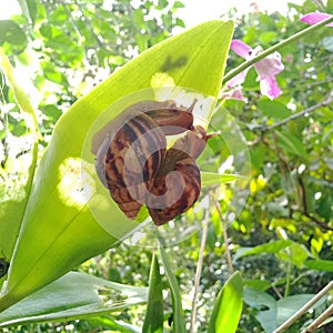 Couple snails on orchid