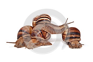 A couple of Snails on a white background