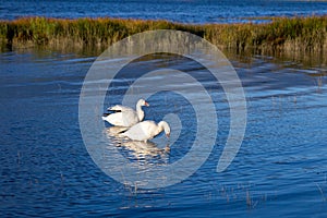 Couple of snow geese foraging for food in the St. Lawrence River during a fall golden hour morning