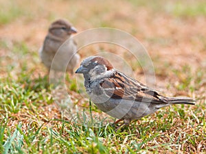 Couple of sparrow