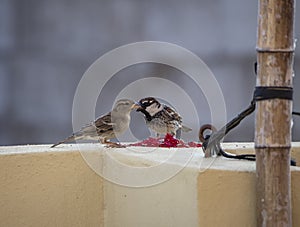 I invite you to dinner