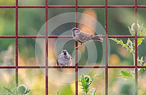 Couple of Sparrows on a Grids in Prague II photo