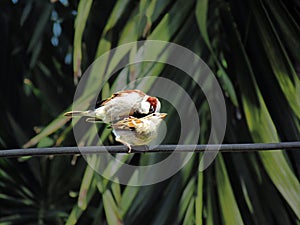 Couple of sparrows mating on wires