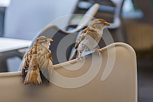 Couple of sparrows. Urban nature