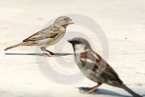 Couple of sparrows waiting for more bread