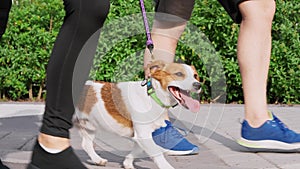 A couple spend leisure outdoors, walks and steps in unison with pet, a Jack Russell Terrier dog, on a warm summer day
