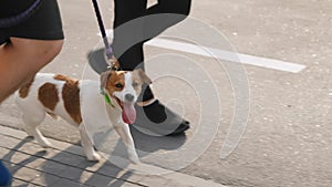 A couple spend leisure outdoors, walks and steps in unison with pet, a Jack Russell Terrier dog, on a warm summer day in