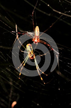 A Couple of The Spiders (Nephila Clavata) on Spiderweb