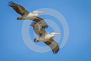 Couple of Spot-billed pelican