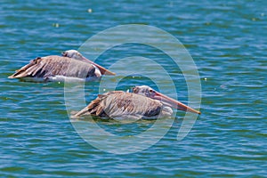Couple of Spot-billed pelican( Pelecanus philippensis)