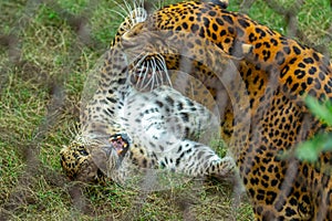 Couple of Sri Lankan leopards got violent while mating