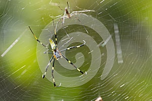 A couple of sspiders on its web.