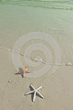 Couple of starfish on a beach