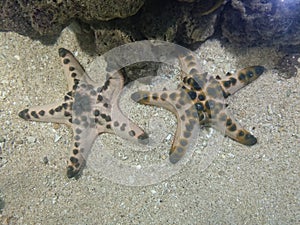 Couple Starfish in the sand