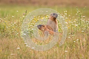 A couple of Steppe marmots Marmota bobak from province Poltava Oblast in Ukraine.