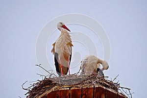 A Couple of Stork is Back from Africa to Germany and they have their Nest on The Roof Top of our Town Hall in Giengen, Germany, Eu photo
