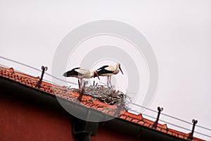 Couple of stork birds on roof and nest
