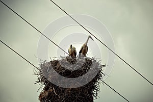 A couple of storks
