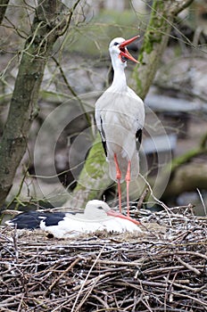 Couple of storks