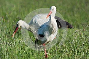 Couple Storks