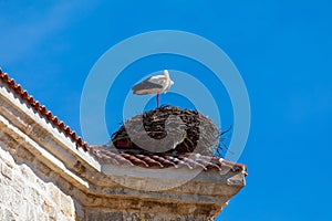 Couple of storks making a nest on the steeple of a church.