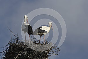 Couple of storks in the nest