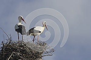 Couple of storks in the nest