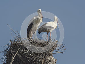 Couple of storks in the nest