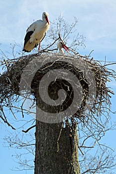 A couple of storks in the nest