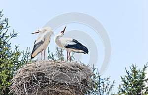 Couple of storks in the nest