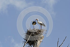 Couple of storks in the nest against blue sky