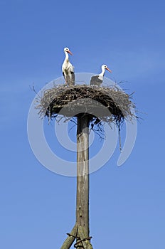 A couple of storks on the nest in blue sky