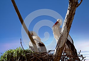Couple of storks on the nest of branches at the top of a tree with a blue sky