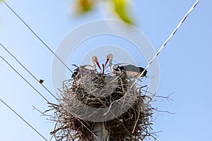 Couple of storks in a nest on a pole, blue sky background