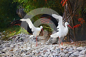 A couple of storks with opened wings