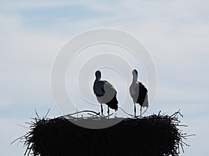 Couple of storks scanning the horizon, Lleida, Spain, Europe