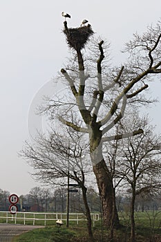 Couple of storks in spring, Brummen