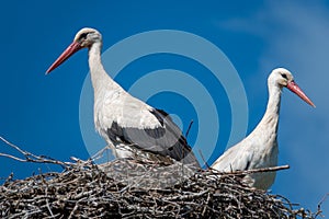 Couple of storks are standing in a nest when the weather is nice and the sky is blue