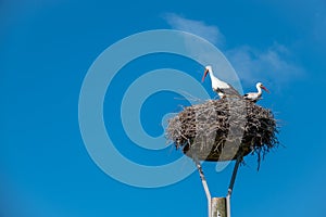 Couple of storks are standing in a nest when the weather is nice and the sky is blue