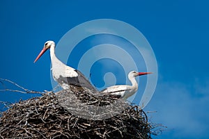 Couple of storks are standing in a nest when the weather is nice and the sky is blue