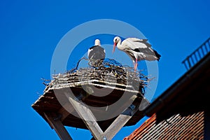 A Couple of Storks are in their Nest on The Roof Top of Town Hall in The City of Giengen, Swabian Alb, Germany, Europe, Sunny Day