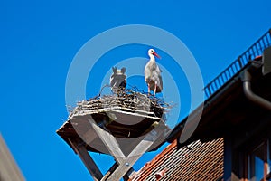 A Couple of Storks are in their Nest on The Roof Top of Town Hall in The City of Giengen, Swabian Alb, Germany, Europe, Sunny Day